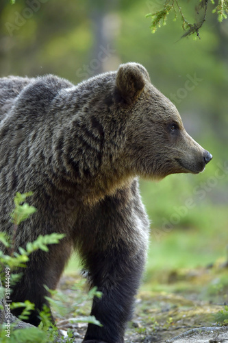 Brown bear in the summer forest. Scientific name: Ursus arctos. Natural habitat.