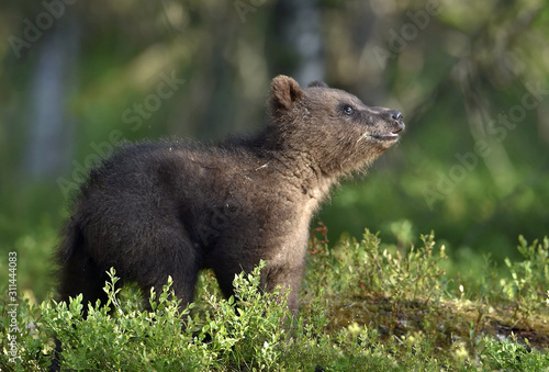 Cub of Brown Bear in the summer forest.  Natural habitat. Scientific name: Ursus arctos.