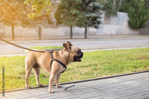 French Bulldog looks away in the summer park. French bulldog walks on a leash