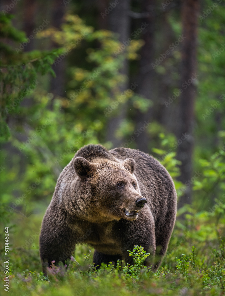 Brown bear in the summer forest. Scientific name: Ursus Arctos Arctos. Brown bear in the summer forest. Scientific name: Ursus Arctos Arctos.