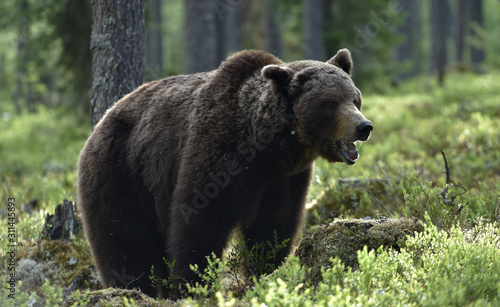 Big Adult Male of Brown bear in the summer forest. Scientific name: Ursus arctos. Natural habitat.