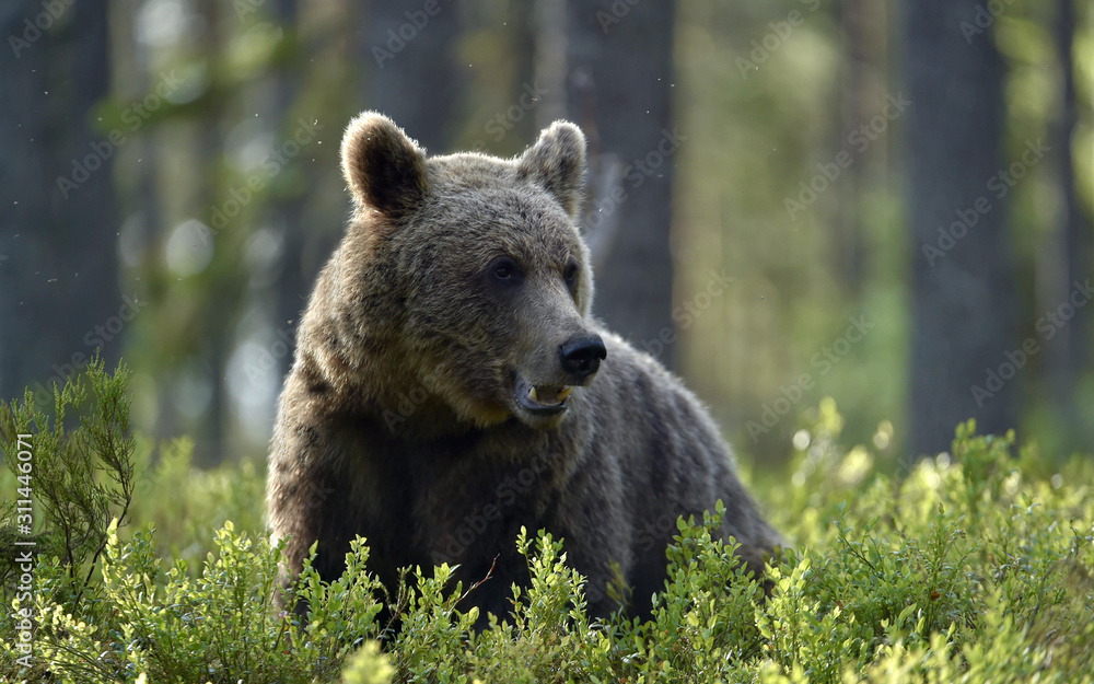 Brown bear in the summer forest. Scientific name: Ursus arctos. Natural habitat.