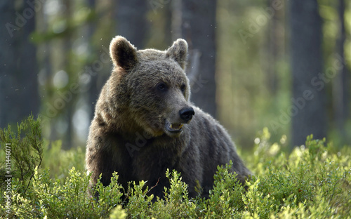 Brown bear in the summer forest. Scientific name: Ursus arctos. Natural habitat.