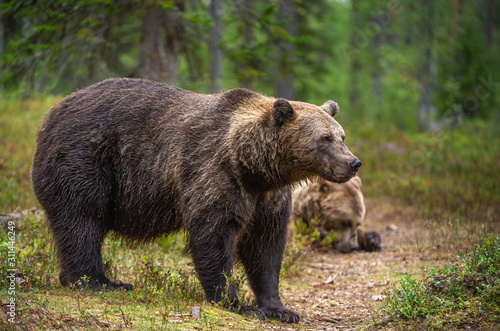 Brown bears in the pine forest. Scientific name  Ursus arctos. Natural habitat. Autumn season.