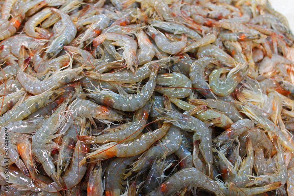 fresh jumbo prawns in close up fresh jumbo prawns in close up
