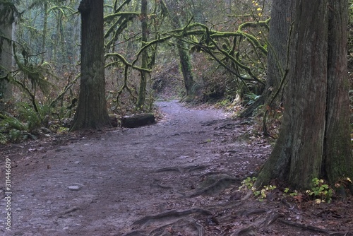 This wide section of Lower Macleay Trail passes by moss covered trees. The trail follows Balch Creek in Portland's Forest Park. photo