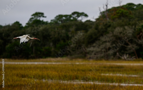 Bird watching on Jekyll Island © Barry