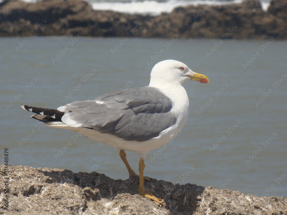 Big Seagull on the rocks by the ocean. Big Seagull on the rocks by the ocean.