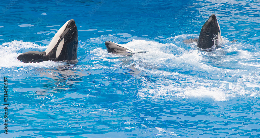 Fototapeta premium orka