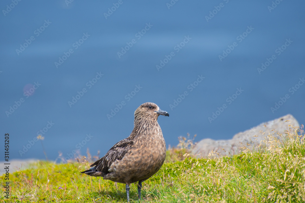 The great skua bird sitting on grass on Ingolfshofdi cape in Iceland The great skua bird sitting on grass on Ingolfshofdi cape in Iceland