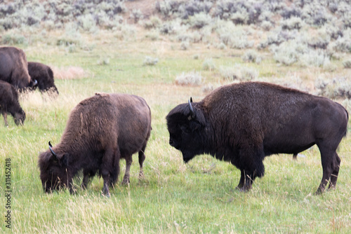 Bisons of Yellowstone © Sergey