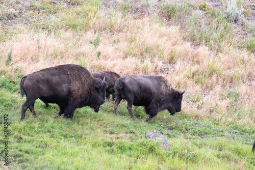 Bisons of Yellowstone