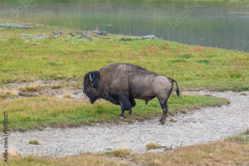 Bisons of Yellowstone