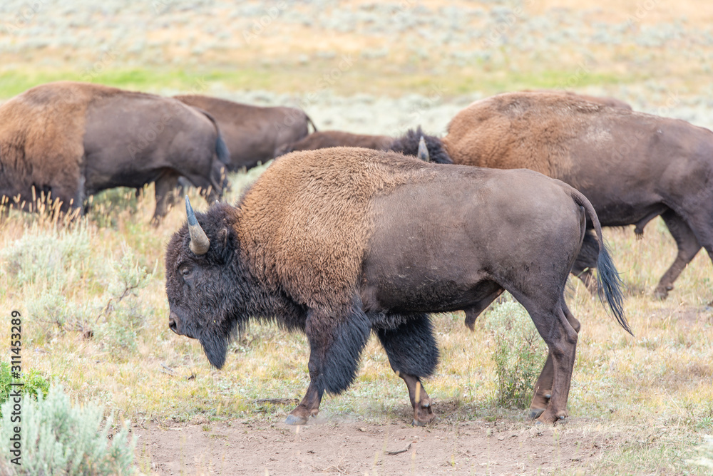 Bisons of Yellowstone Bisons of Yellowstone