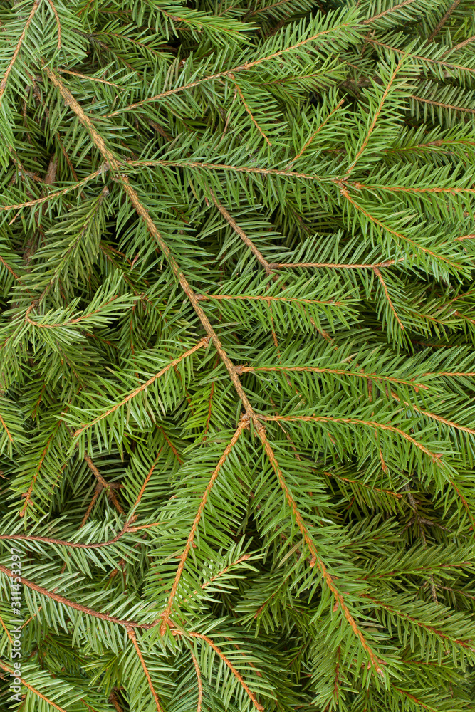 Green spruce tree twigs background