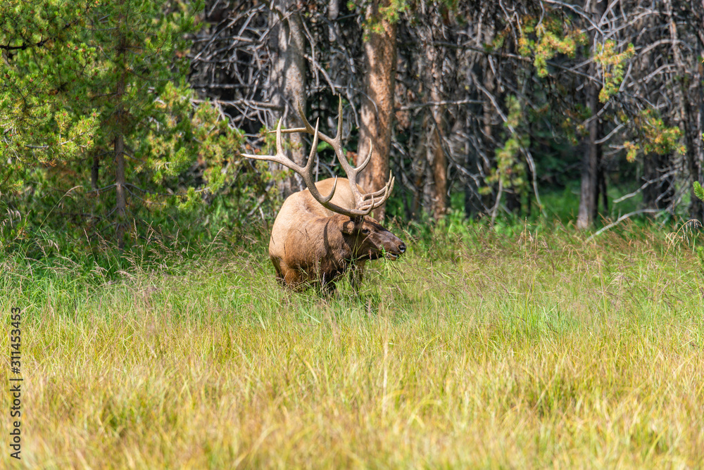 Elk of Yellowstone Elk of Yellowstone