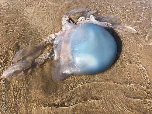 Wallpaper Mural Jellyfish Torontodigital.ca