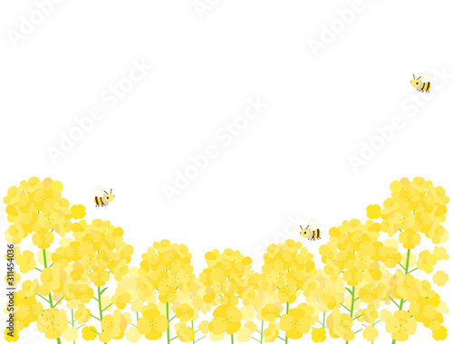 菜の花9