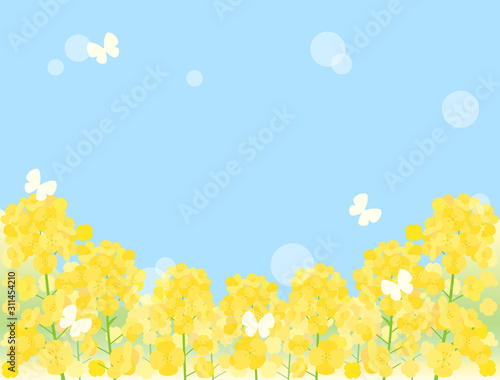 菜の花11 菜の花畑