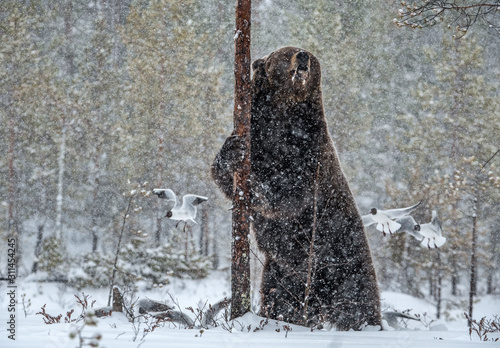 Brown bear standing on his hind legs on the snow in the winter forest. Snowfall. Scientific name: Ursus arctos. Natural habitat. Winter season.