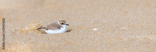 Calidris alba, Sanderling, bird sitting on the sand, sleeping in a hole photo