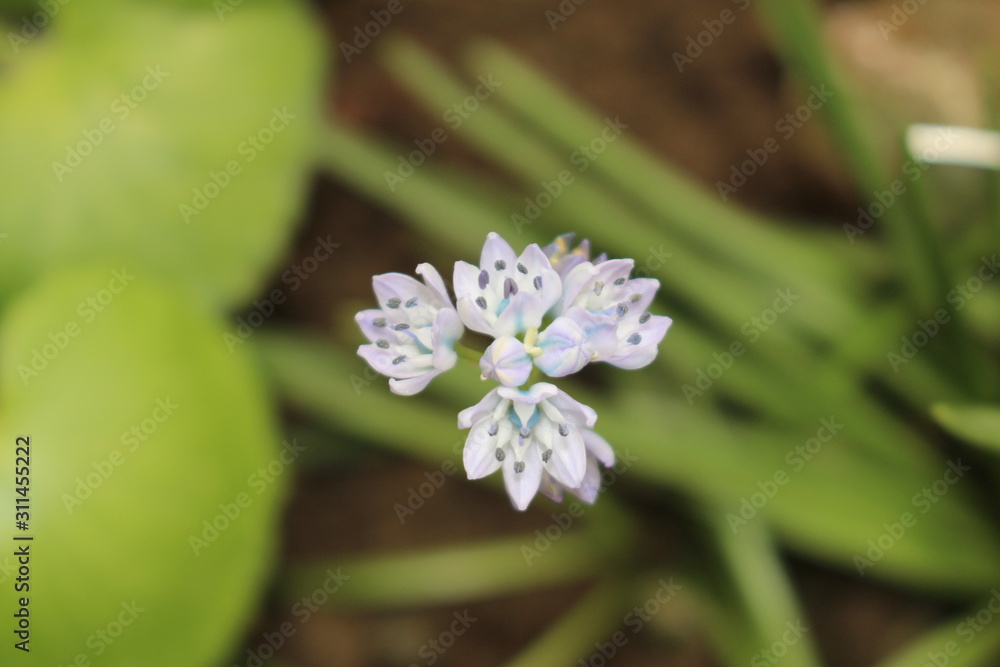 Lilac-blue Lilac-blue