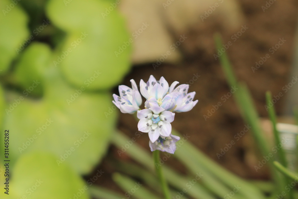 Lilac-blue Lilac-blue