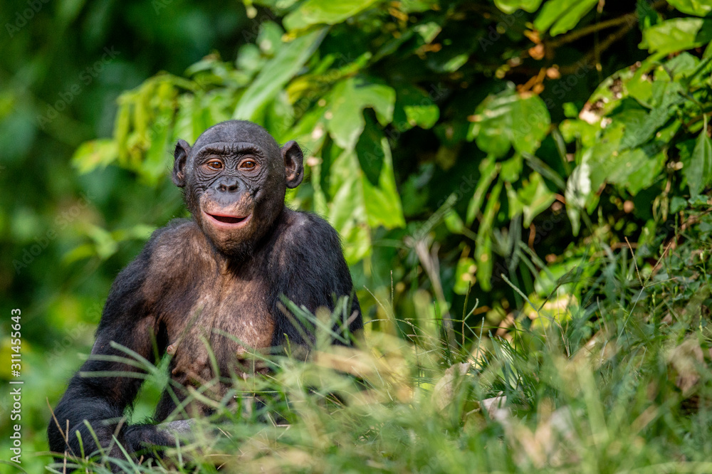Fototapeta premium Bonobo in green tropical jungle. Green natural background . The Bonobo, Scientific name: Pan paniscus. Democratic Republic of Congo. Africa