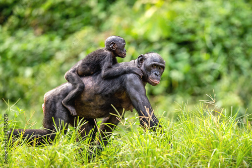 Bonobo Cub on the mother s back. Green natural background. The Bonobo   called the pygmy chimpanzee. Scientific name  Pan paniscus. Congo. Africa