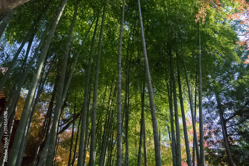 looking up at bamboo trees in a bamboo forest