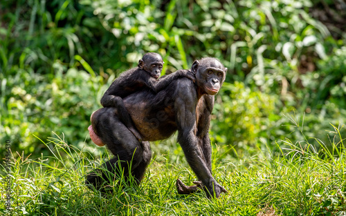 Bonobo Cub on the mother's back. Green natural background. The Bonobo , called the pygmy chimpanzee. Scientific name: Pan paniscus. Congo. Africa © Uryadnikov Sergey