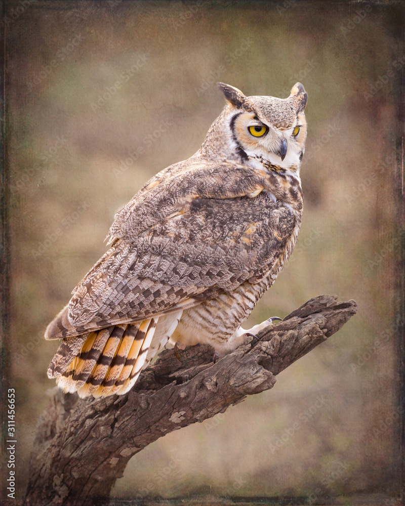 Obraz premium Great Horned Owl - Stylized BG - 0809