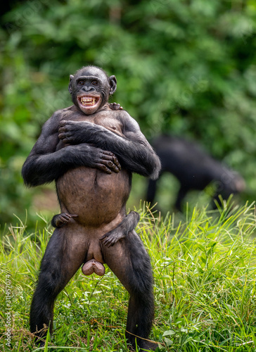 Canvas Print The Bonobo mother with cub on тhe back standing on her legs