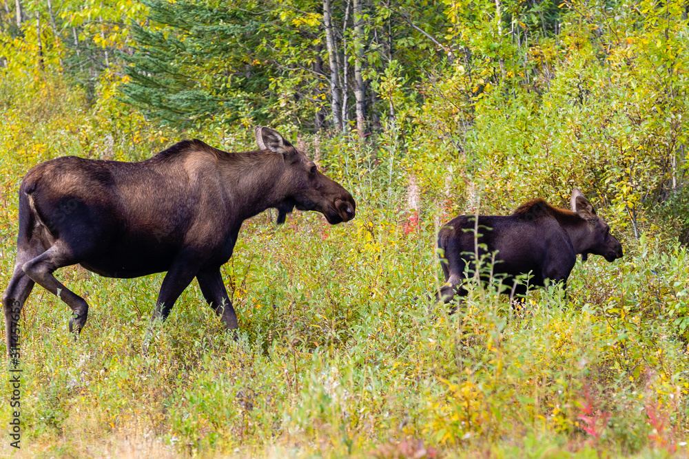 Fototapeta premium Baby moose and mom