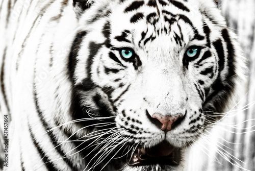 white tiger 