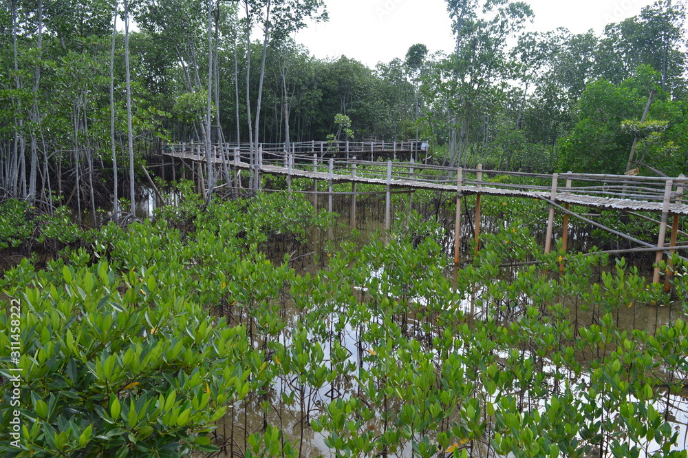 Board Walk/Elevated Wooden Walkway Through the Mangrove Forest on Bantayan Island in Cebu, Philippines. Camp Sawi boardwalk Board Walk/Elevated Wooden Walkway Through the Mangrove Forest on Bantayan Island in Cebu, Philippines. Camp Sawi boardwalk