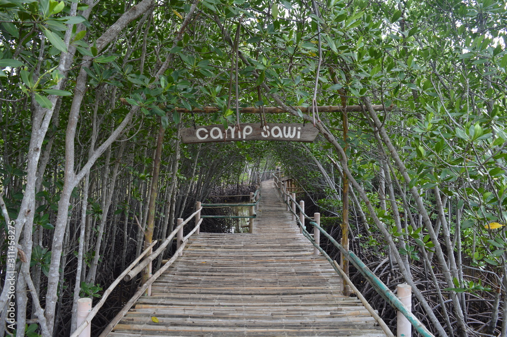 Board Walk/Elevated Wooden Walkway Through the Mangrove Forest on Bantayan Island in Cebu, Philippines. Camp Sawi boardwalk Board Walk/Elevated Wooden Walkway Through the Mangrove Forest on Bantayan Island in Cebu, Philippines. Camp Sawi boardwalk