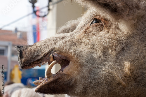 Fotografia Head of a dead Mangulica pig on display in the Serbian countryside