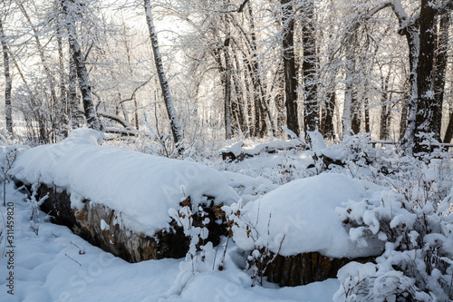 Fallen snow covered Tree trunks in the park