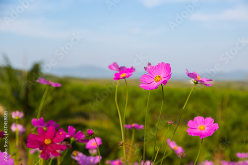 Colorful Pink and red cosmos flowers in the garden © pandaclub23