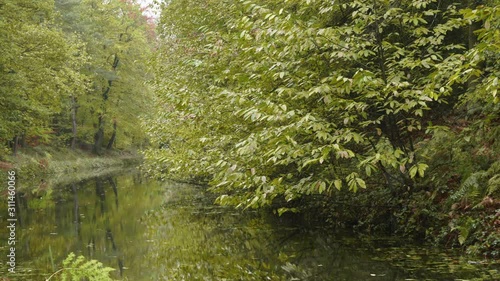 Leaves changing colour, from summer to autumn, in this animation, filmed on the banks of the Basingstoke Canal. photo