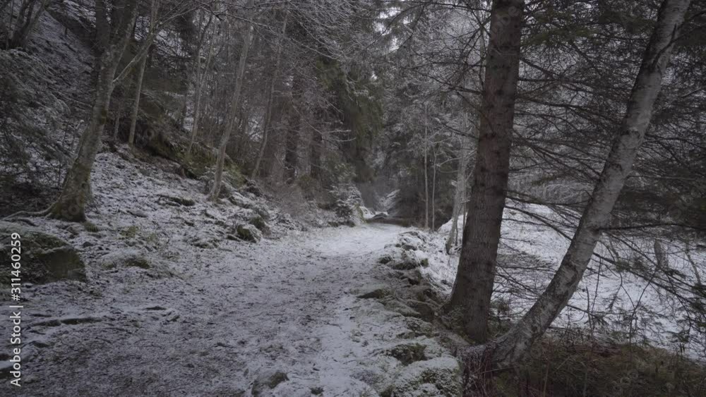 snowy forest path. it begins to snow slightly in the forest