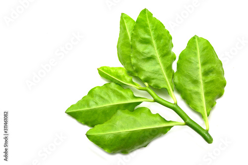 Green leaf texture isolated on white