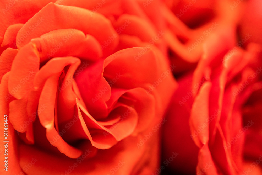 Red roses Red roses