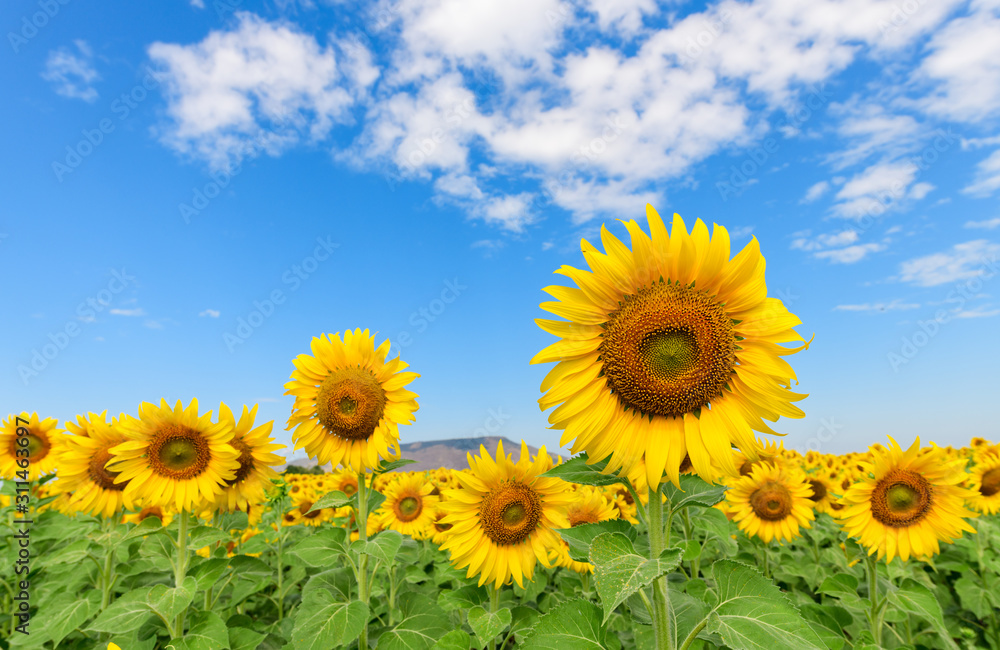 Beautiful sunflower field on summer with blue sky Beautiful sunflower field on summer with blue sky