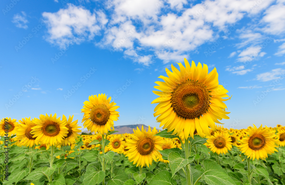 Beautiful sunflower  field on summer with blue sky