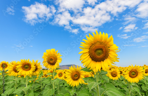 Beautiful sunflower field on summer with blue sky