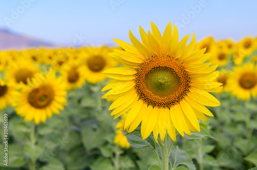 Beautiful sunflower  field on summer
