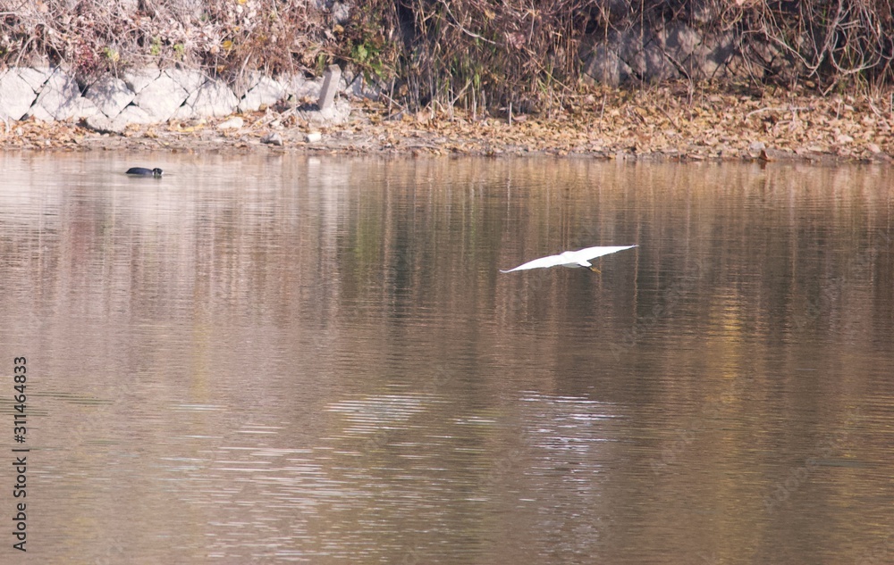 池の上を優雅に飛ぶ白鳥