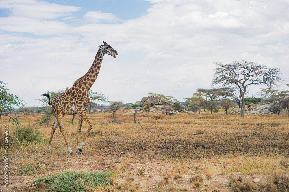 Obraz premium The only giraffe in the savannah is walking on the grass.